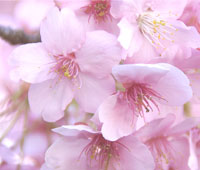 桜シルバーリング